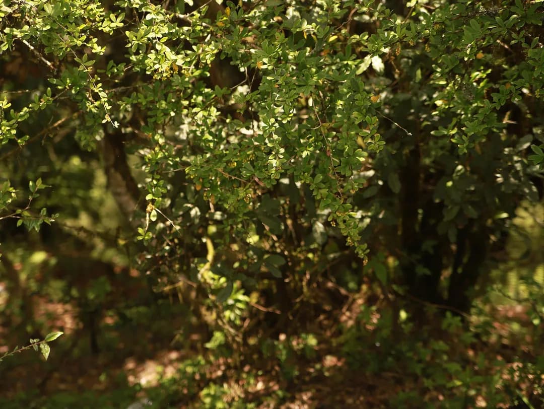 A sunlit green forest, the kind of living system I studied